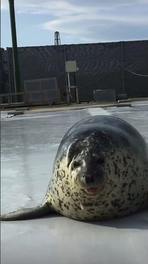 Foca aplaudiendo #shorts