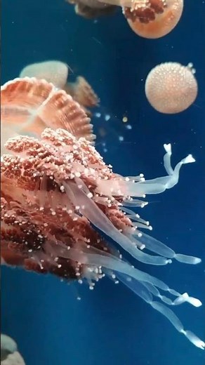 Box Jellyfish: The Ocean’s Deadliest Creature! 🪼⚠️#facts