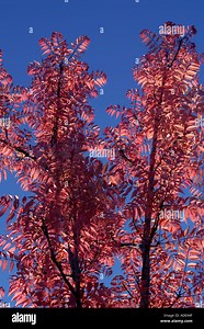 Chinese Toon Tree Stock Photo - Alamy