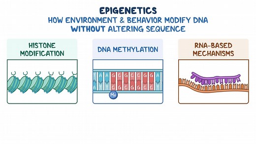 Video: Epigenetic Mechanisms and Human Development - Video Explanation! | Osmosis | Osmosis