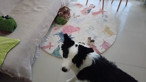 Watch squirrel dog toy on Amazon Live