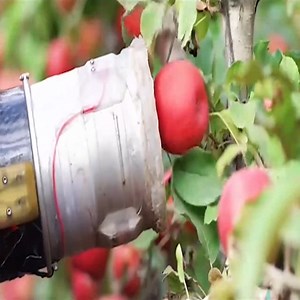 Harvesting fruits with the most modern machines in the world | Olip
