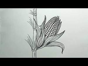 How to Draw Corn Stalk in Easy Steps