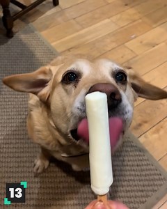 The funniest labrador moments! 😂 | Animal Antics