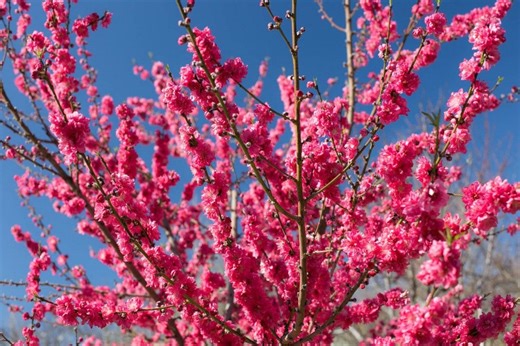 5 Scion Cuttings of Red Baron Peach Tree for Grafting, Fruit Tree- Flavorful, Juicy Freestone Peach Dormant - Etsy