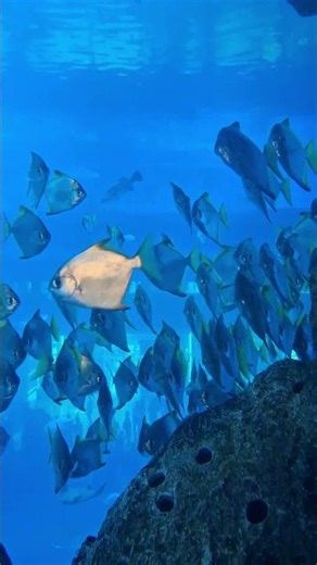 Deep Relaxation Fish Therapy | Peaceful Stress Relief Experience