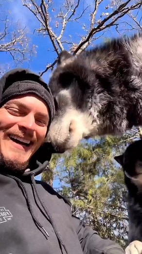 8.8K views · 147 reactions | Perfect shoot  #wolf #wolfdog #drawing #wolfpack #art #worldofwolves #nature #wolfstagram #savethewolves #instawolf #dog #draw #allaboutwolves5 #love #instagood #pack #wolftherian #oc #wolverhampton #wolvesofinstagram #sketch #wolfhybrid #animals #dogs #wolfdrawing #animalsofinstagram #virals #viralpost #viralreelsfb | Wolf Lover | Facebook