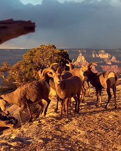 🦇 Let’s dive into some Grand Canyon wildlife! 👋 Join us for a FREE virtual event - Canyon Conversations with Brady Dunne, Wildlife Biologist at Grand Canyon National Park! 📅 March 27, 2025 ⏰ 5:00 PM–6:00 PM MST 🦬 From bison herding their way across the plateau on the North Rim to bats hanging out in caves, Grand Canyon National Park is home to more wildlife than you might expect! While mule deer, elk, and squirrels often steal the spotlight, many of the park’s wild residents are a bit more s