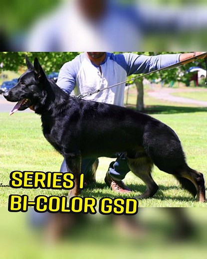 Bi-Color German Shepherd Dog Insights - Series #1