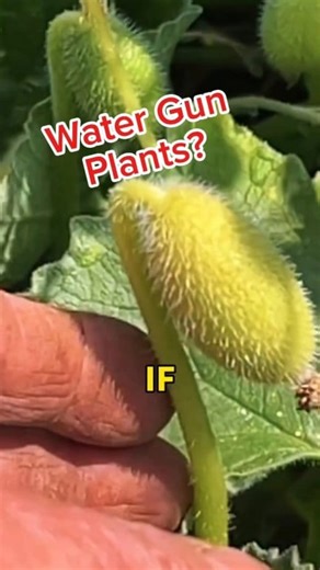 🌱💦 Nature’s Water Gun?! This wild plant doesn’t just grow… it shoots water like a tiny cannon! 😳💥 Meet the Squirting Cucumber (Ecballium elaterium) — a plant that explodes when touched or ripe. Inside, pressure builds up until the fruit blasts off and squirts seeds & liquid up to 20 feet away! 🚀🌿 It’s nature’s way of spreading seeds — like a built-in water gun for survival. Crazy what plants can do, right? 😲 ❗️Not edible — it's actually toxic, so don’t try touching or eating it! --- 🔥 Wo