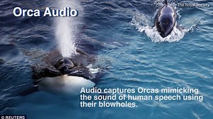 Orcas mimic the sound human speech in scientific study