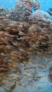 30K views · 1.1K reactions | Meet the red mouth grouper—a fierce hunter in the Red Sea and Indian Ocean. This one came out of nowhere looking to grab a glass fish or two. He sure sent them scattering! GoPro 12 with an AOI wide angle lens Aqaba, Red Sea#Grouper #glassfish #coralreef #underwateradventure #goprounderwater #scuba #aoi #paditv | Catherine Anne Underwater Photography | Facebook