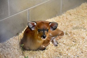 Baby Antelope Born At Maryland Zoo