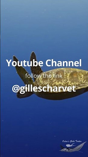 Sea Turtle on Coral Reef, Siladen/Bunaken Island | Underwater Vertical Video | 4K Indonesia Wildlife