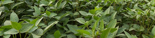 BASF - Product Profile | Cotegra®