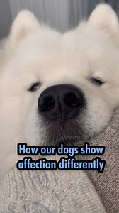 79K views · 8.3K reactions | Each of the Wolfpack have a different way of showing and asking for love and it reflects their true personality. Well except one...  | Poppet and the Wolf Pack | Facebook