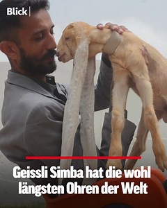 296K views · 1.5K reactions |  Geissli Simba aus Pakistan ist wegen seiner langen Ohren eine lokale Berühmtheit. Die Lauscher reichen locker bis zum Boden. Simbas Chancen dürften gutstehen, ins Guinness Buch der Rekorde zu kommen. Auch, weil keine andere Ziege je für lange Ohren eingetragen wurde. | Blick | Facebook