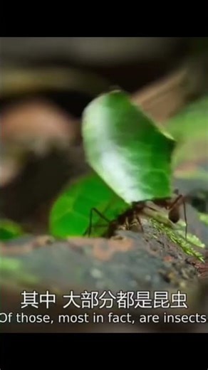 The Secret Micro-World of Amazon Rainforest Insects! 🧐 #amazon #short
