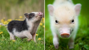 Guide: Det här ska du tänka på innan du köper minigris