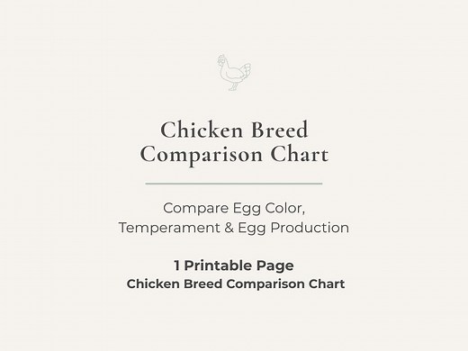 Chicken Breed Comparison Chart | Egg Color & Production Guide | Backyard Chicken Breeds Printable PDF - Etsy