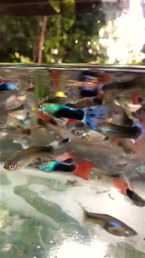 නිකන් දෙනවා ඕන අය commet කරන්න ජෝඩු 50යි ඉන්නෙ #guppyfish #guppybreeding