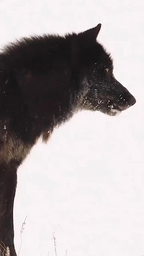 Casey Anderson on Instagram: "Wolves don’t just howl…they sing, bark, whimper, whine, growl, and even huff. Each sound means something different: a greeting, a warning, a call to rally the pack, or a message carried across miles. Listen closely. What do you think this wolf is saying? #wolf #wolves"