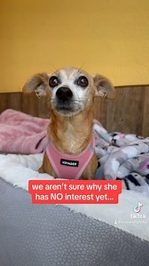 10K views · 1K reactions | Stacy needs a home梁… Female, chihuahua,...