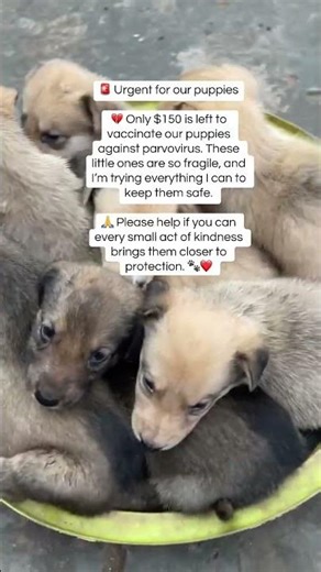 Be their chance to live ❤️ Support our rescue through the PayPal link in bio and help save lives 🐾