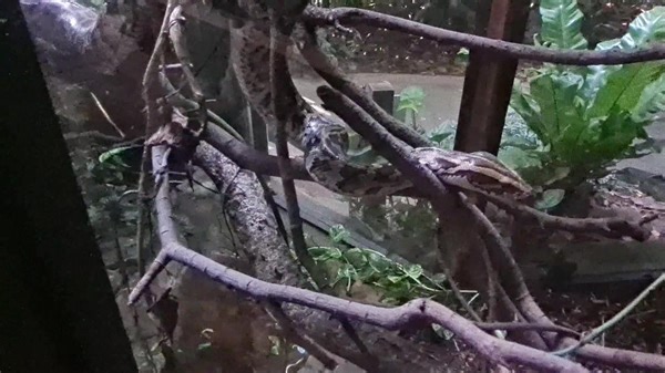 Clyde - our big and beautiful Burmese Python (Python bivittatus) ...