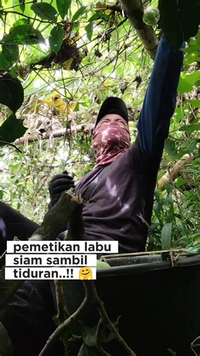 Galih Nurcahya on Instagram: "Selamat siang csss. Di karenakan parangong labu siamnya robohh jadi pemetikannya harus sambil ngaggolerr...!! 😁 #reelspertanian #petaniindonesia #petanimuda #fyp #jangkauan"