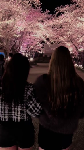 高田城址公園の夜桜を楽しむ