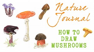 Comment dessiner les champignons - Techniques de base pour croquer et peindre des champignons | Julia Bausenhardt | Skillshare