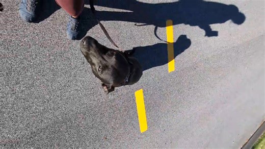 Working with Bonnie outside in a new neighborhood. We are doing some simple drills where we do a lot of heeling with frequent stops and turns and pace changes. We throw in some verbal sits and downs as well to just mix things up, keep the dog on their toes and get them used to having to think a little bit faster and really focus on the instruction and listen to the words we're using. | Diamond K9 Dog Training