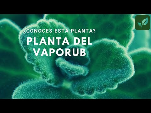 VAPORUB Planta de Remedios Caseros Invernadero Huerto Urbano