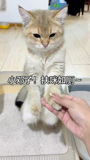 Whose cat is standing and pulling shǐ hahahahaha#A cat that defecates while standing#Cute