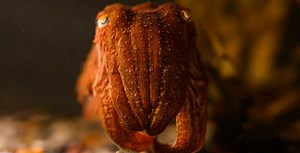 UNLOCKING SECRETS OF CEPHALOPOD BEHAVIOUR