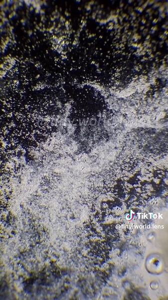Mashed potatoes under 400X magnification are seriously awesome!#foryoupage #microscope #usa_tiktok