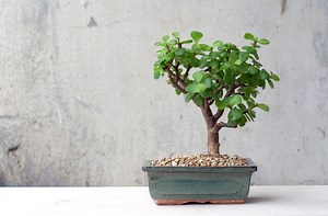 How to Care for Portulacaria afra, or Mini Jade | A Natural Curiosity