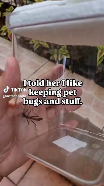 Hi, I'm AntsCanada. I keep bugs and stuff. 🌿🐜 | ant