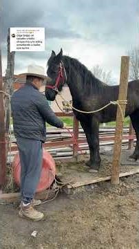 What do you do to make a horse start dancing for the first time? #horses #horse #foals #fypage