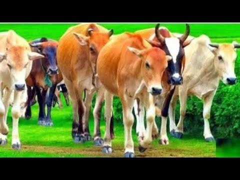 SAPI 🐮‼️🐮 WADIDAU COW CARTOON VIDEO SAPILUCU SAPI LOADING ON TRUCK TOY ANIMALS