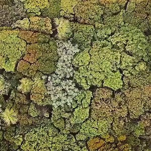 55K views · 1.8K reactions | Feeling a little shy? ⁣Check out 'Crown...