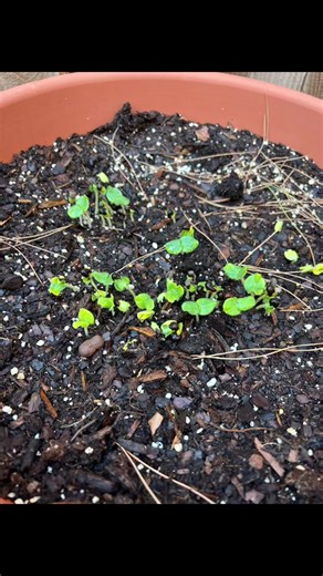 My okra seedlings are growing like weeds!! These pictures were taken over two weeks. So fun! #plants #growingseeds #okraseeds #vegetablegarden #containerveggies #growseeds