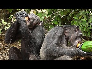 Meet Happy Chimpanzee in Africa Eating Best Fruits