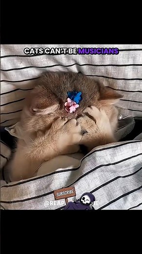 Who said cats can't be musicians? ☠️