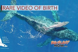 Researchers Capture Birth of Humpback Whale on Video | Big Island Now