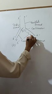 In the figure given below, DNA replication fork is seen. Study ... | Filo
