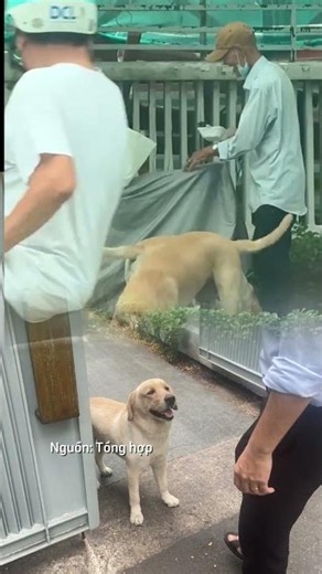The story about the two dogs being fed by the old man selling scrap metal was actually just a "ho...