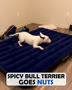 6.6K views · 550 reactions | Spicy bull terrier goes wild around dad. Man can’t stop smiling!  #bullterrier #dogdad #cuddlebuddies | Cuddle Buddies | Facebook