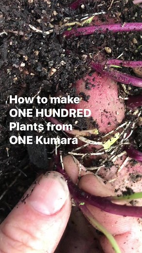 696K views · 10K reactions | Make 100 plants from 1 Kumara! #gardening #survival #sweetpotato #food | Prepper Kiwi | Facebook